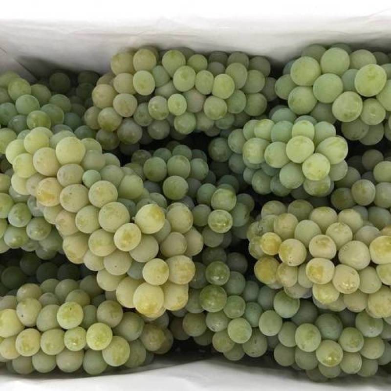 昆明水晶葡萄