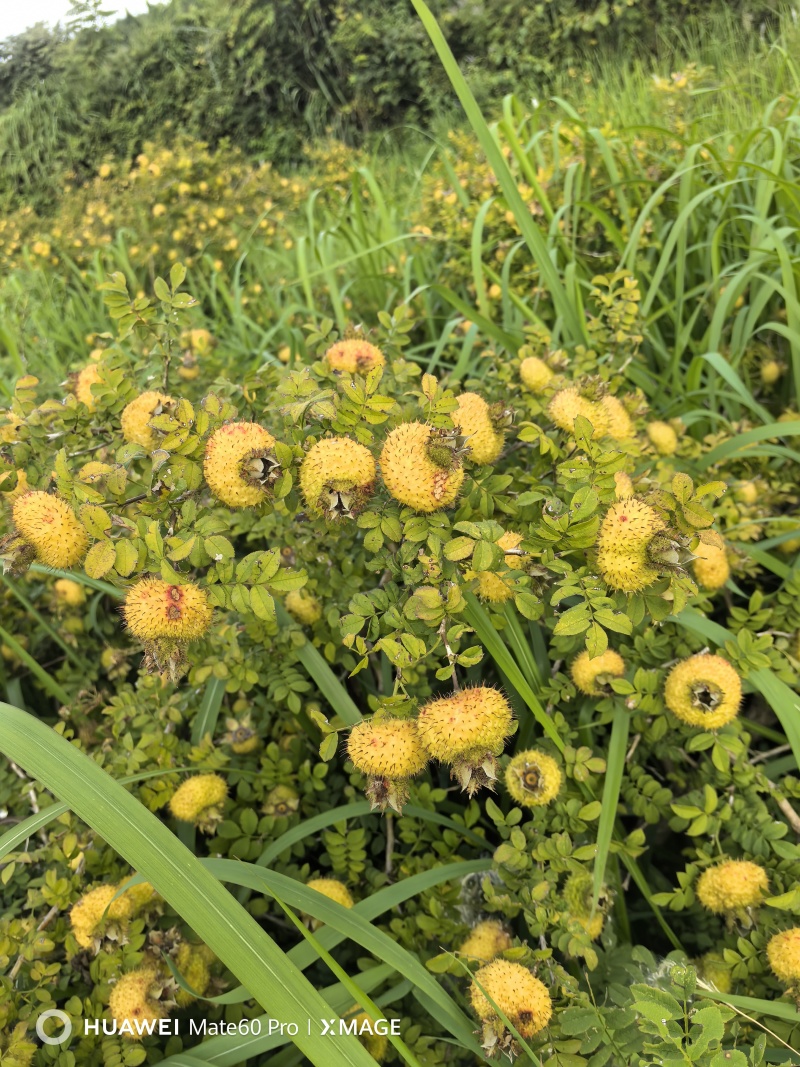 贵州刺梨