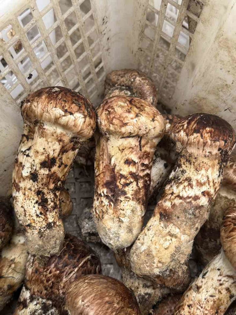 香格里拉新鲜松茸