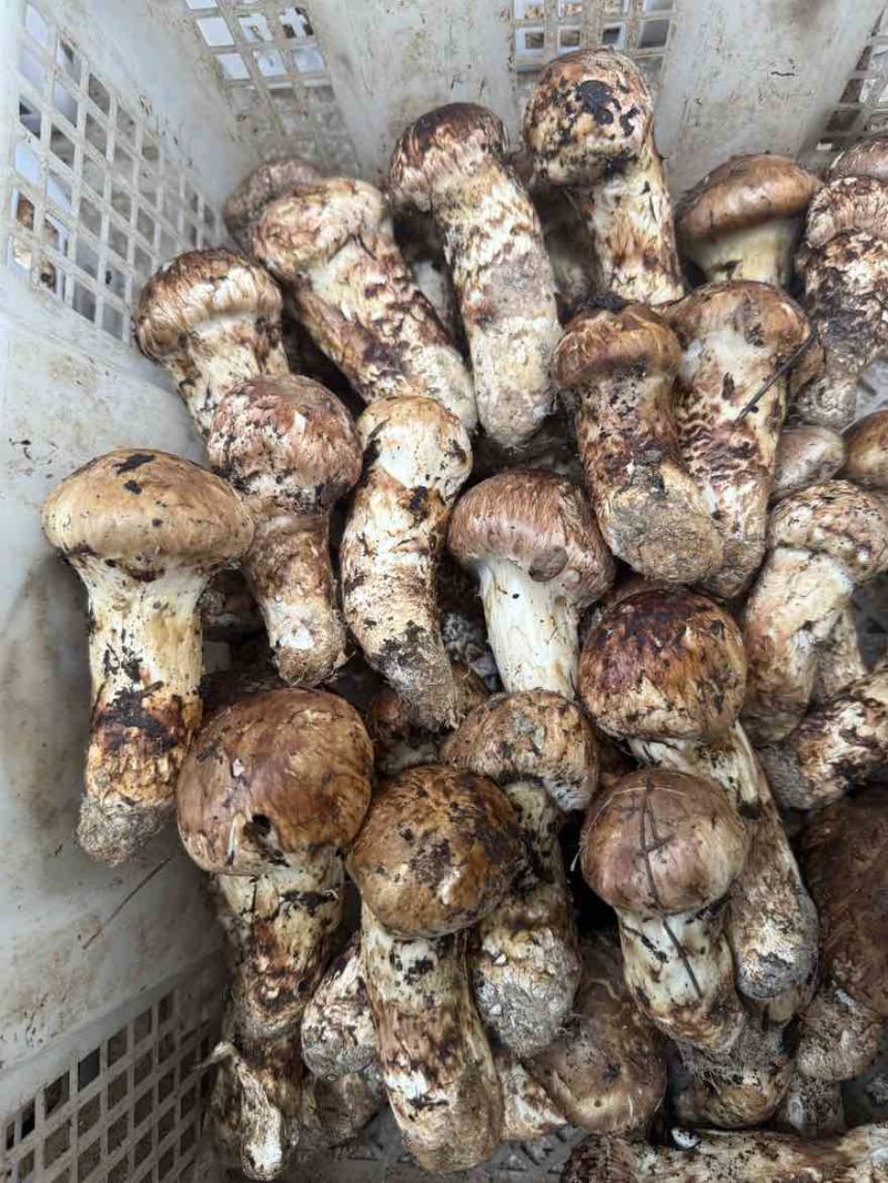 香格里拉新鲜松茸