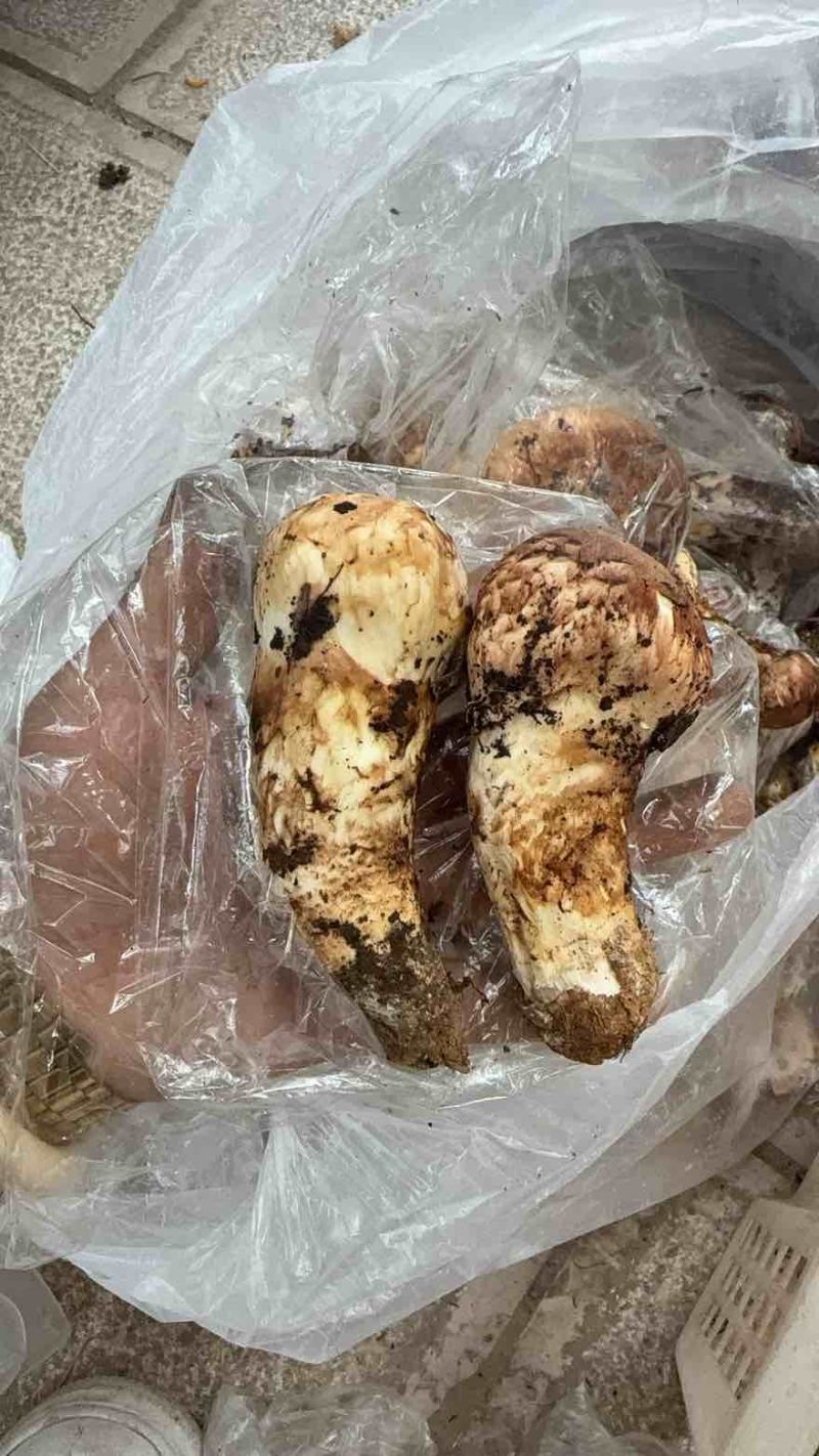 香格里拉新鲜松茸