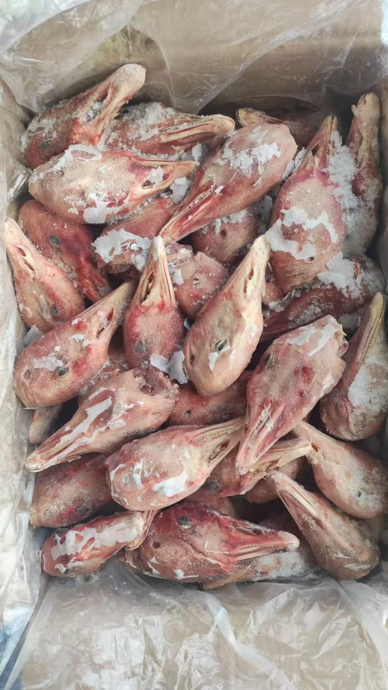 带舌仔鹅头