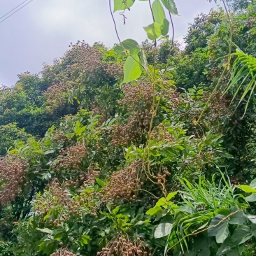 龙眼自己种的福州送货上门可联系腰把伞唔林林伞唔唔耳把