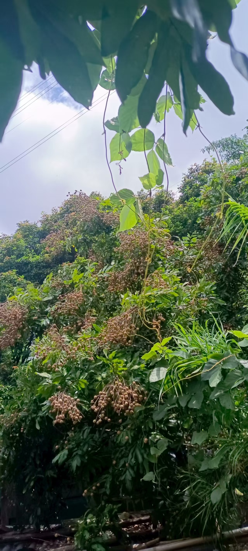 龙眼自己种的福州送货上门可联系腰把伞唔林林伞唔唔耳把
