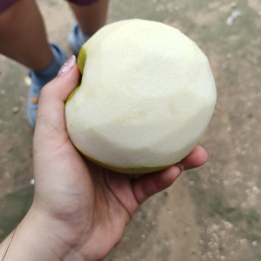 皇冠梨