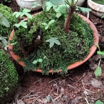 苔藓盆亨景