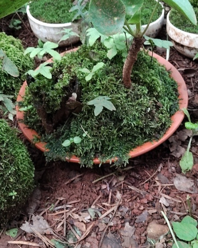 苔藓盆亨景