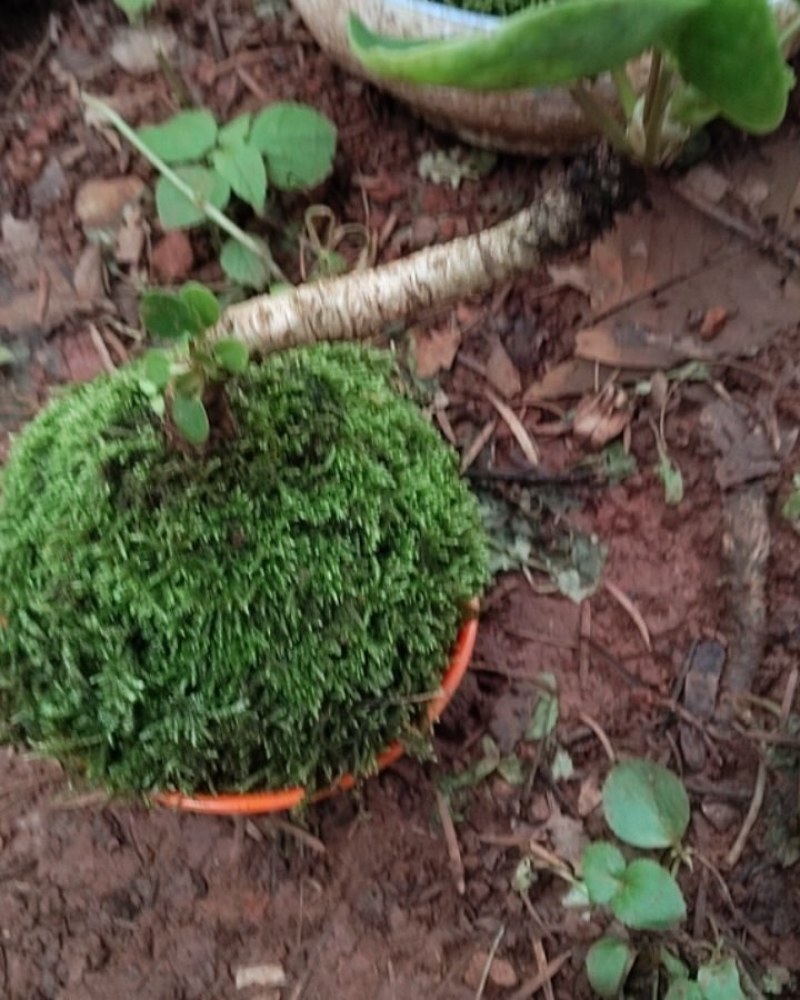 苔藓盆亨景