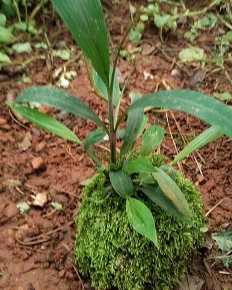 苔藓盆亨景