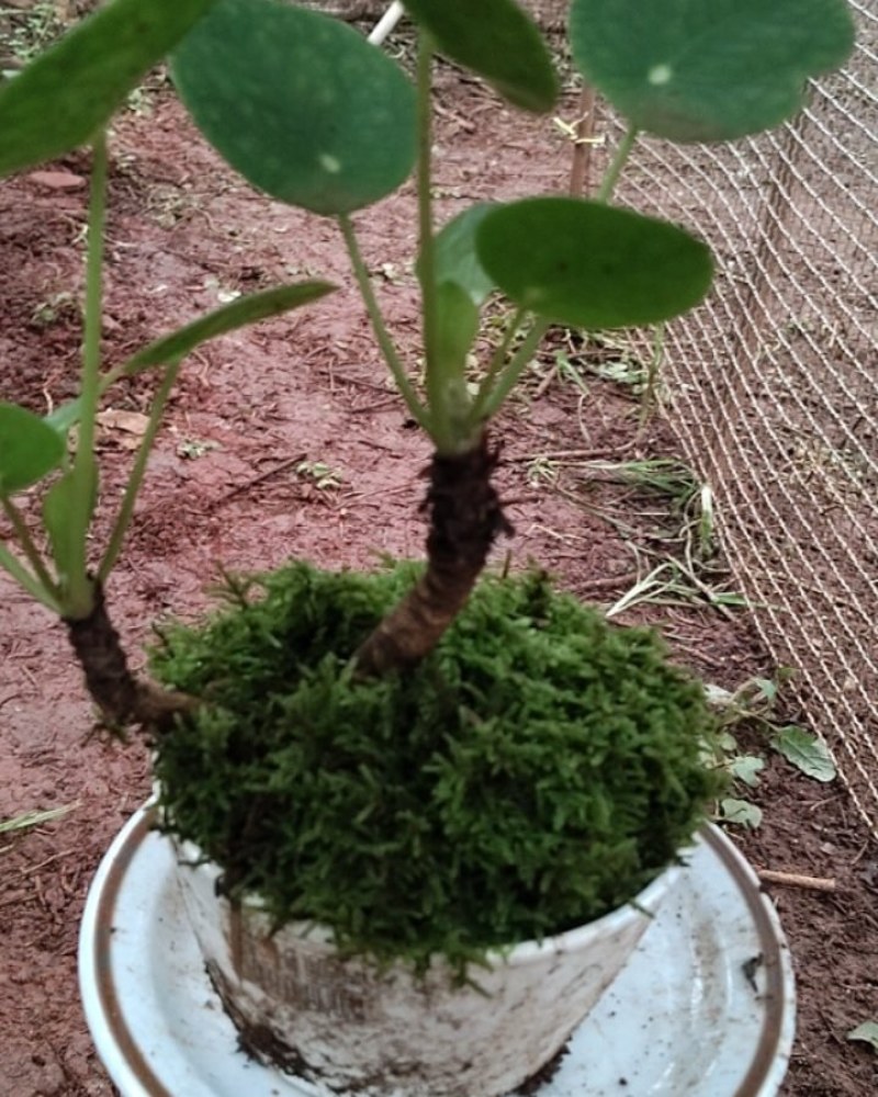 苔藓盆亨景
