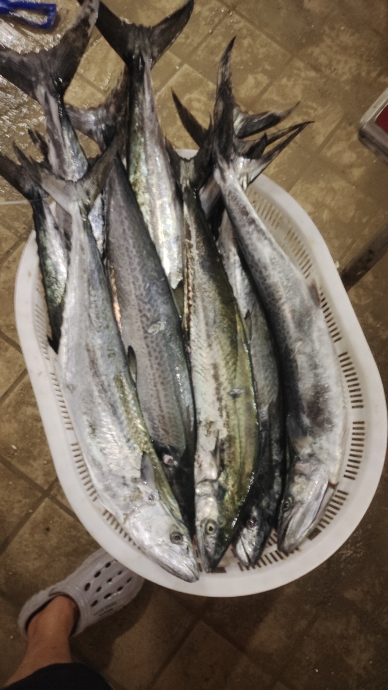 青岛本地海钓大鲅鱼