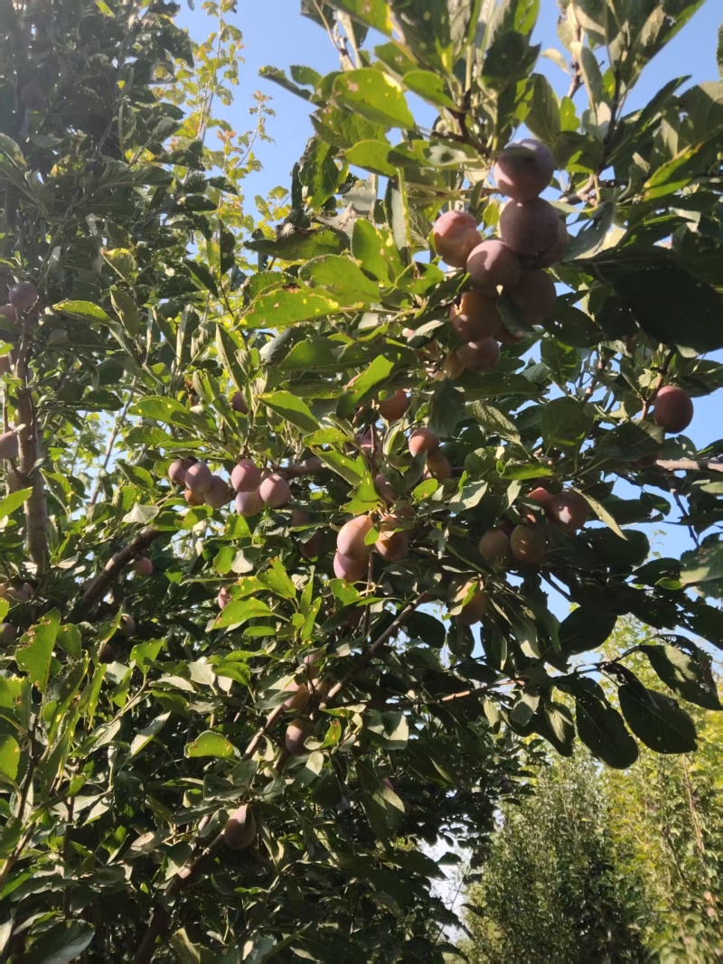 新疆法兰西西梅