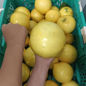 黄晶果