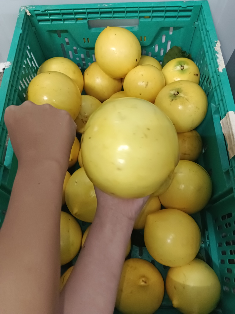 黄晶果