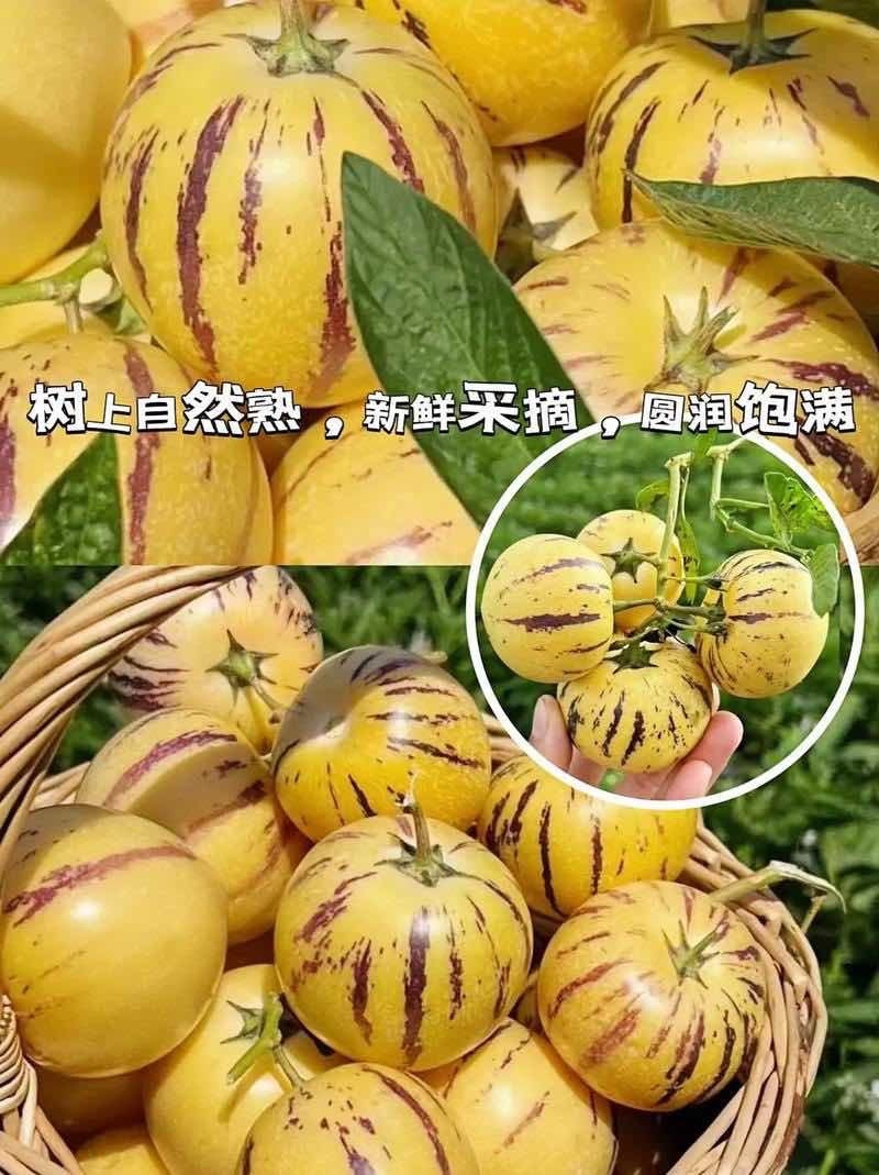 云南石林人参果