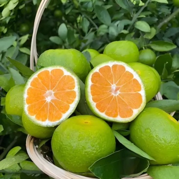 蜜橘
