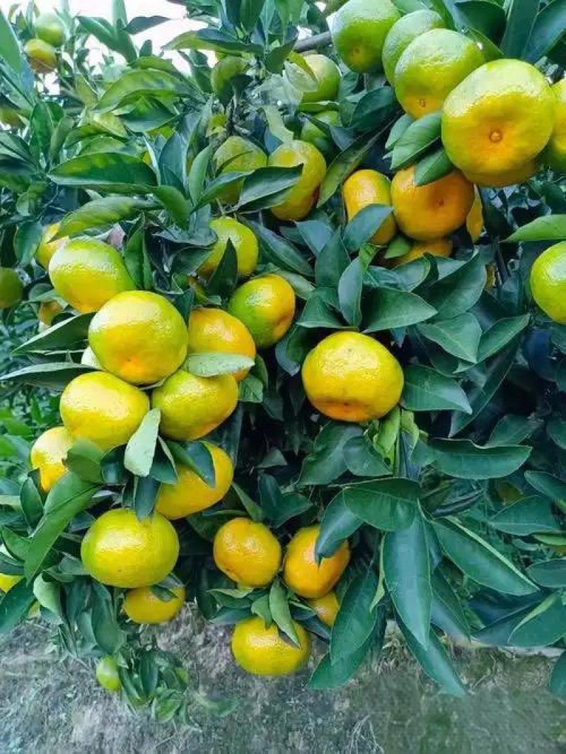 蜜橘
