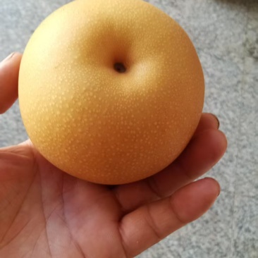 秋月梨