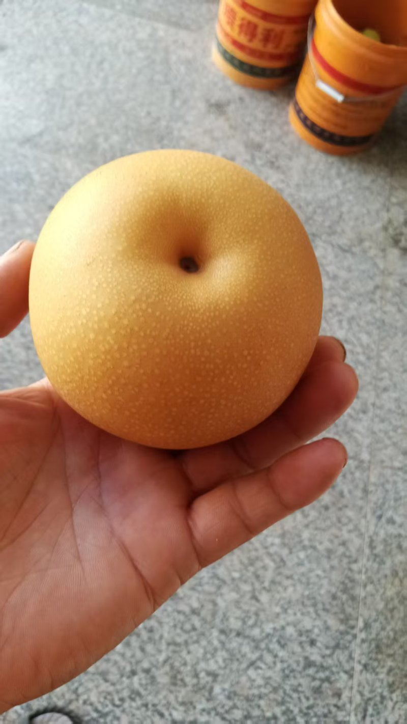 秋月梨