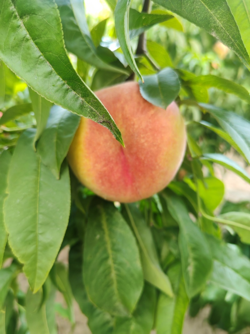 黄桃