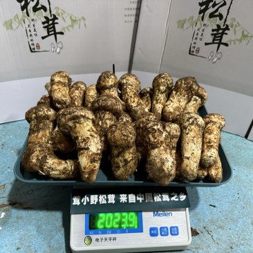 我想卖松茸