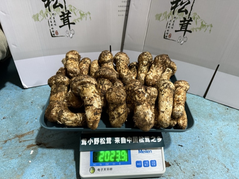 我想卖松茸