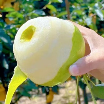 青皮梨一件代发