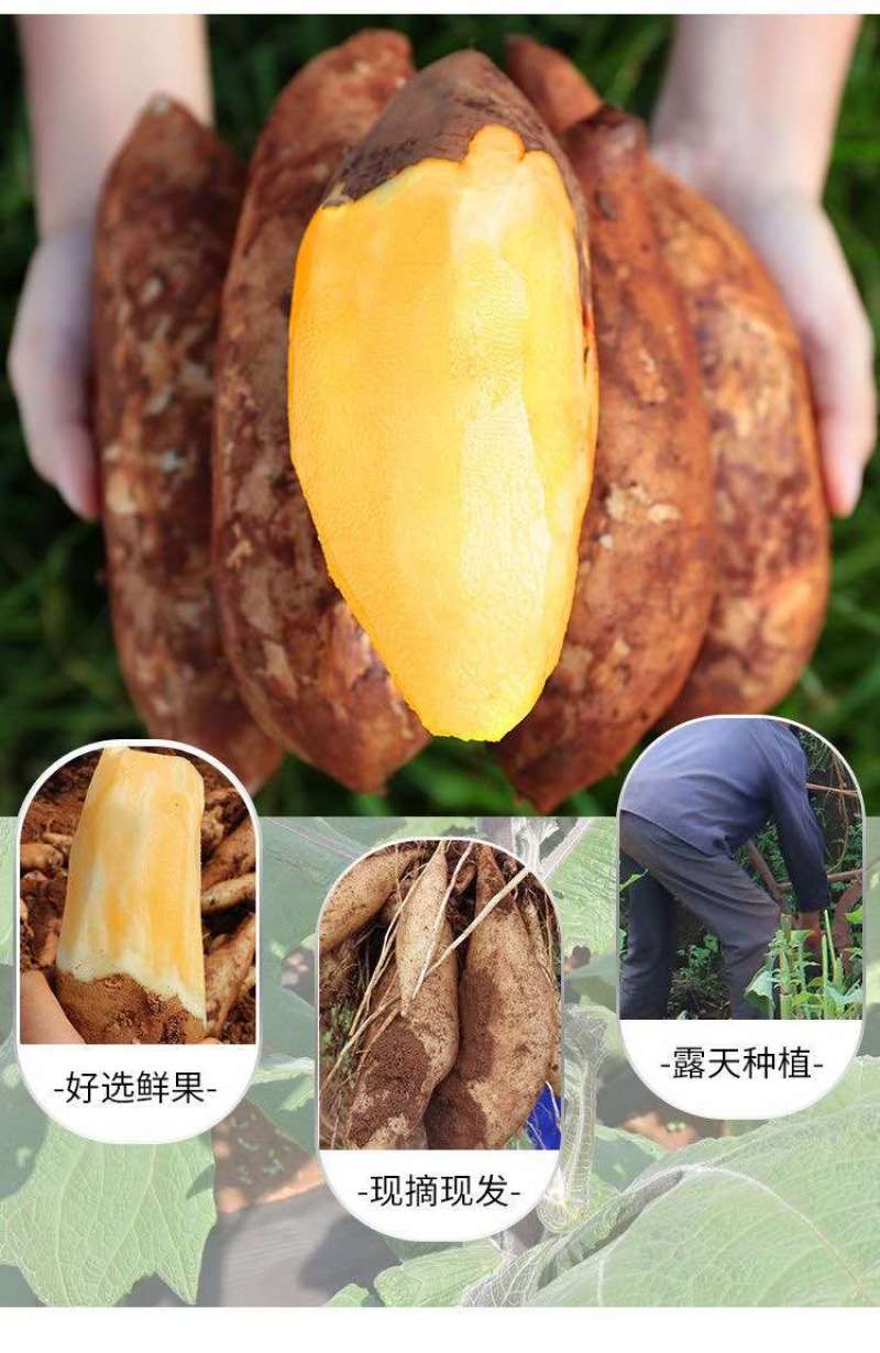 云南天山雪莲果