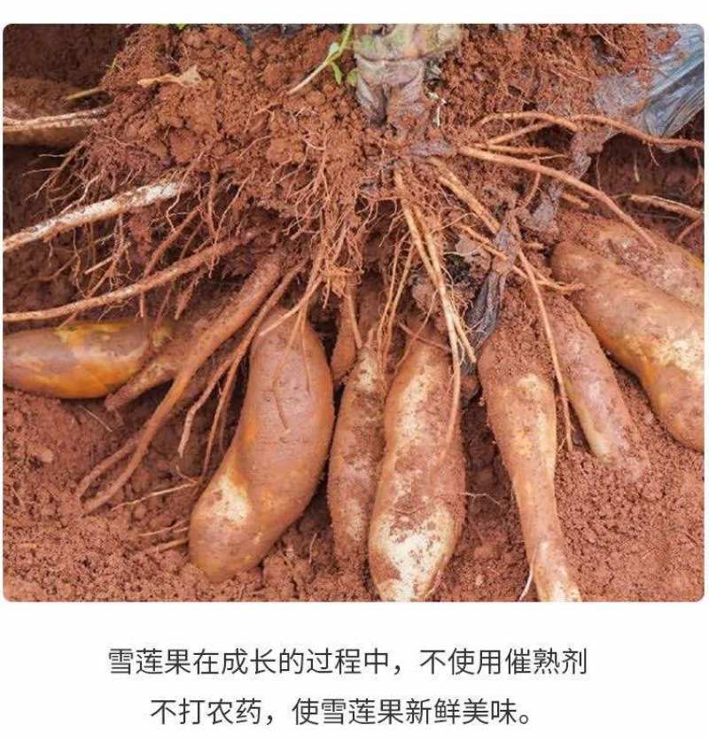 云南天山雪莲果
