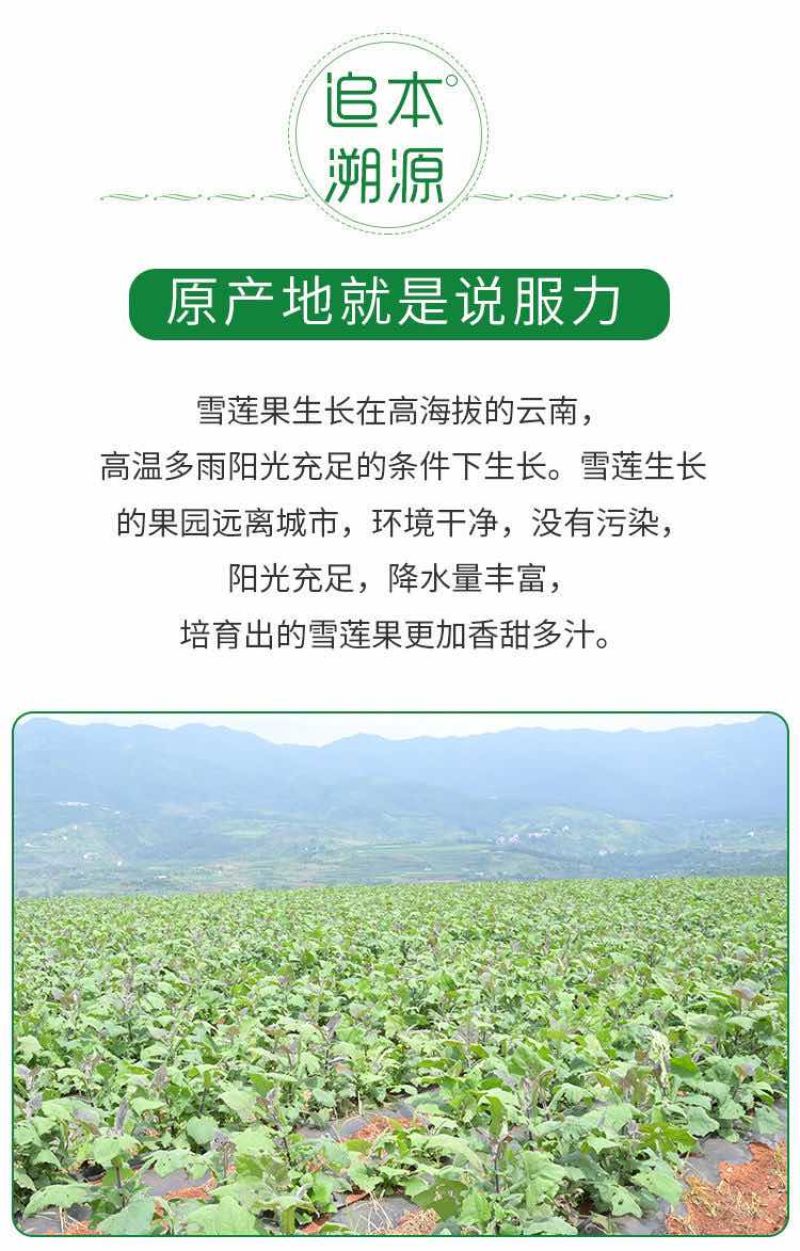 云南天山雪莲果