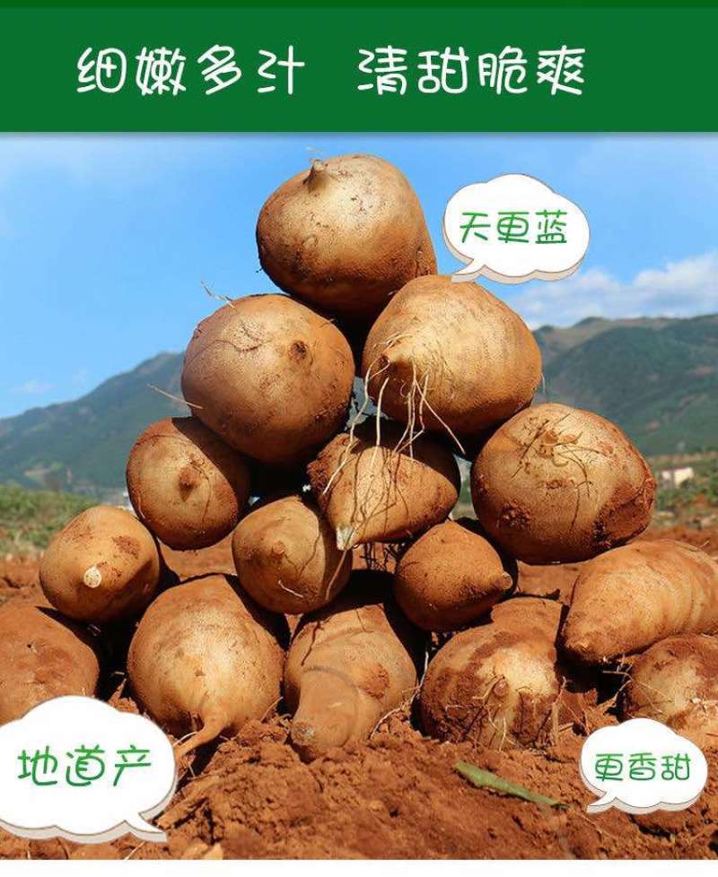 云南天山雪莲果