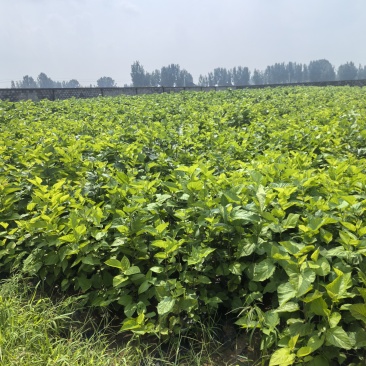 蛋白桑桑叶茶