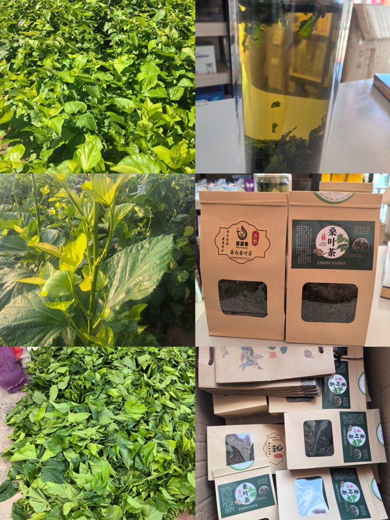 蛋白桑桑叶茶