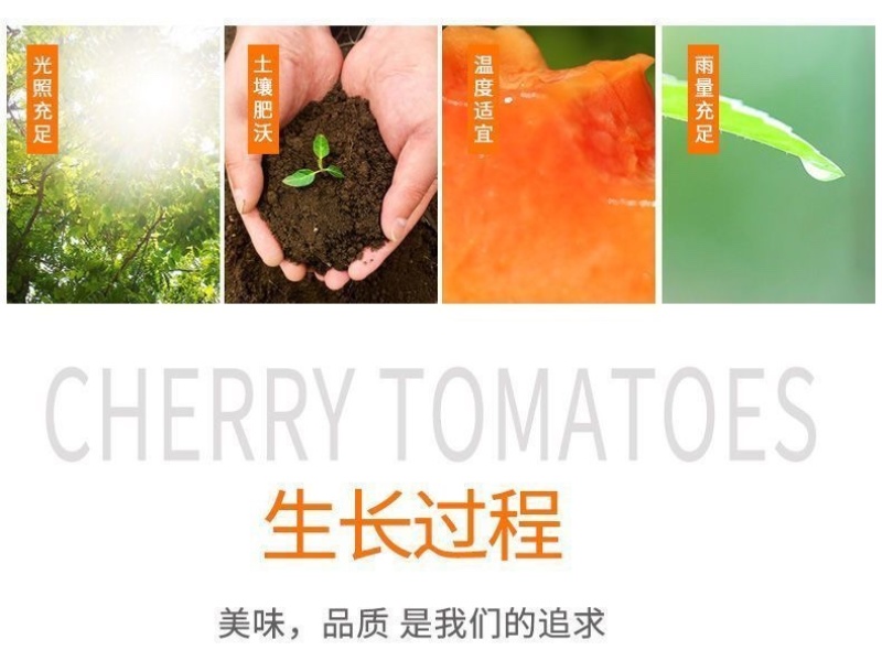 红心木瓜