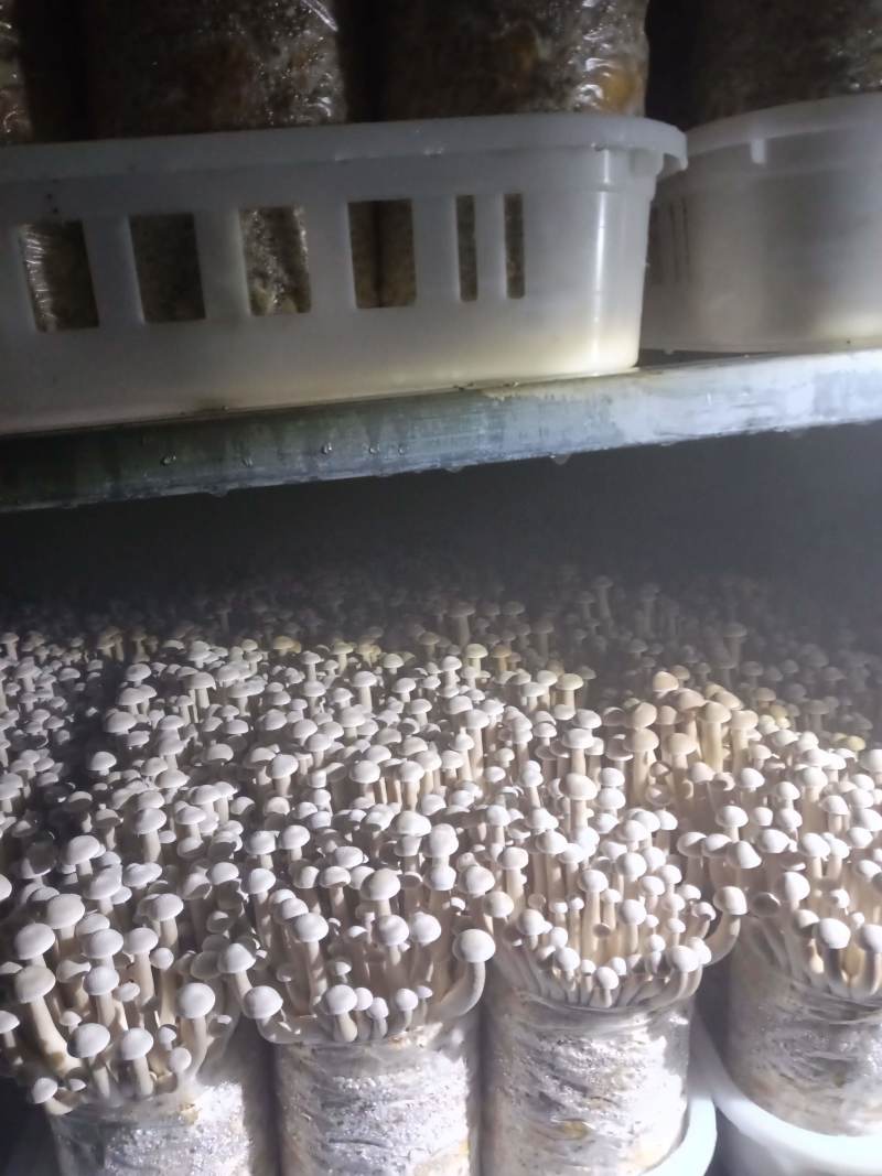 鹿茸菇
