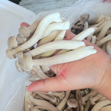 鹿茸菇