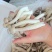 鹿茸菇