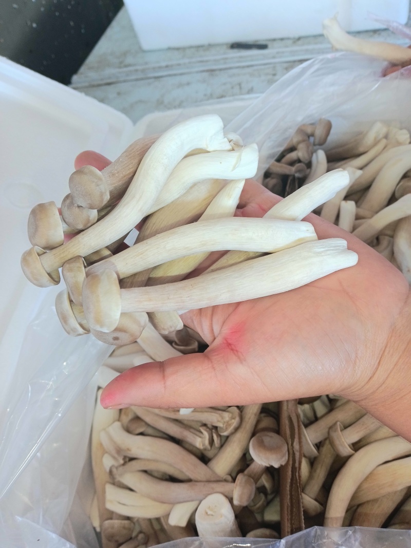 鹿茸菇