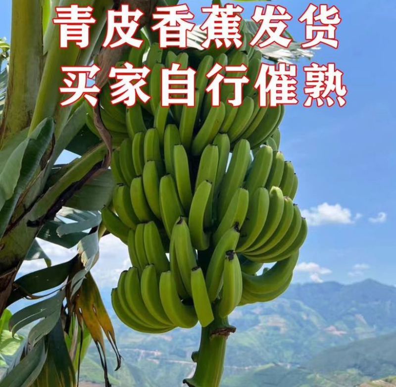 单根香蕉