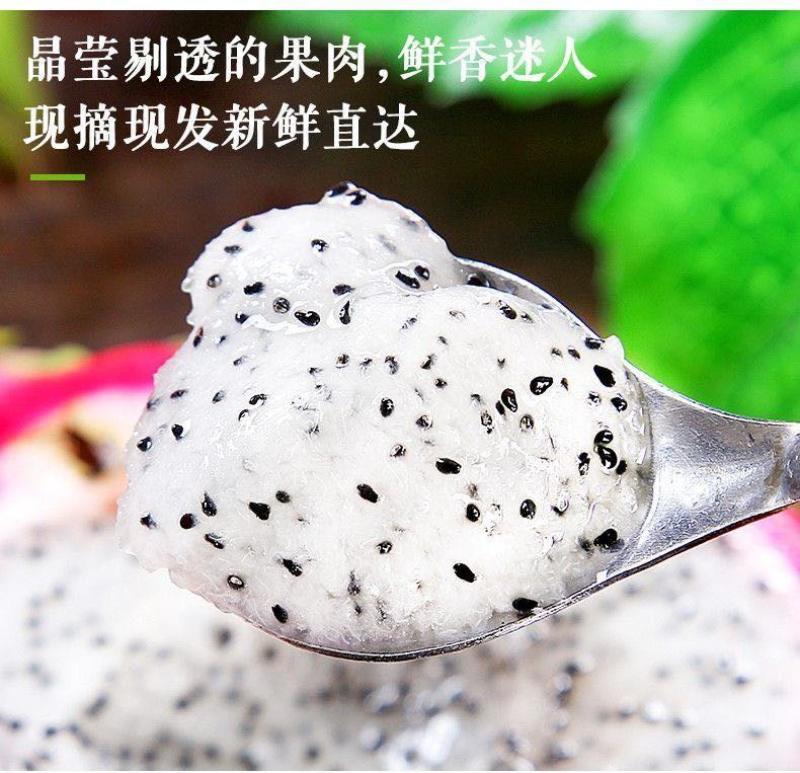 白心火龙果