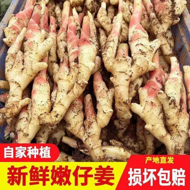 新生姜
