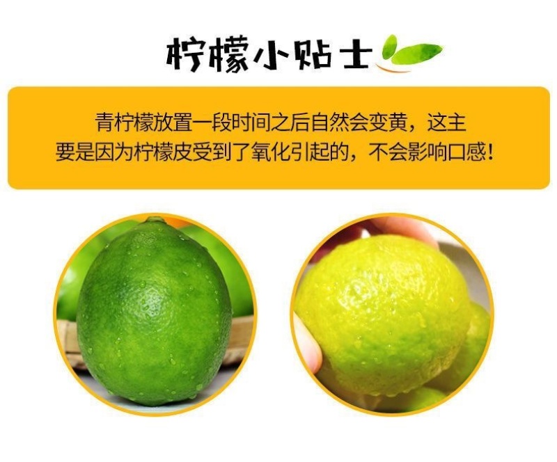 塔西提柠檬