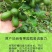 子弹头香水柠檬