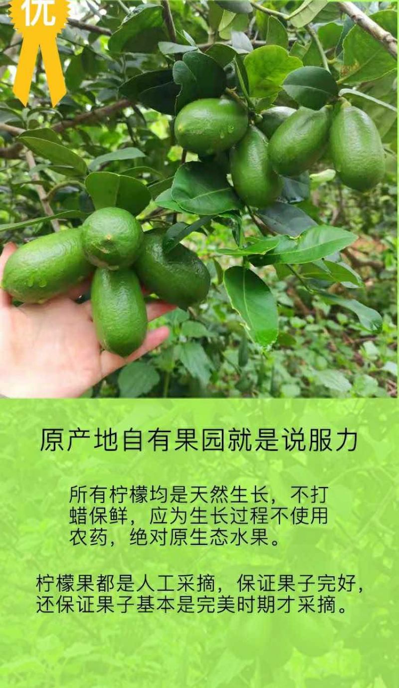 子弹头香水柠檬