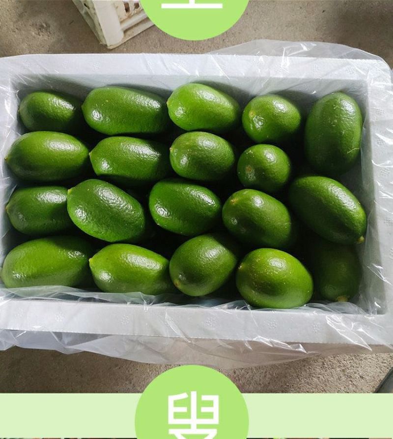 子弹头香水柠檬