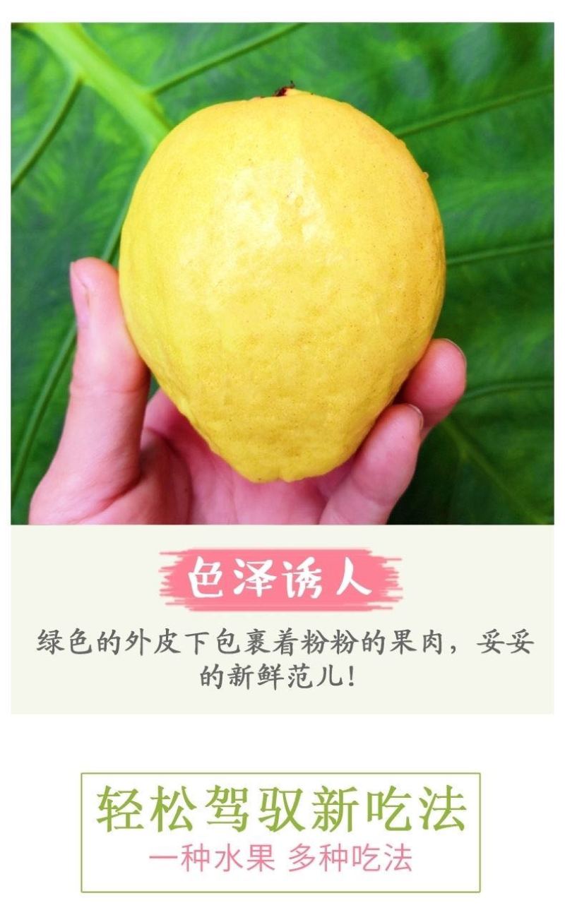 广西奶油芭乐