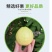 广西奶油芭乐