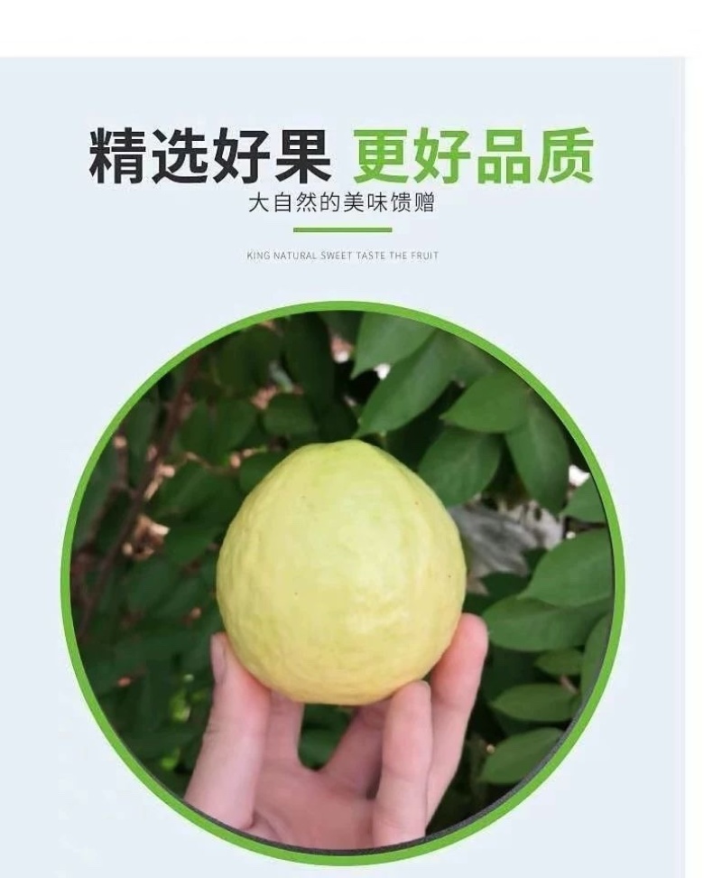 广西奶油芭乐