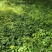 白山淫羊藿