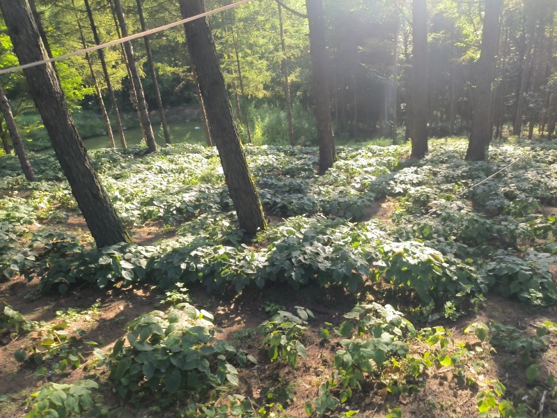 白山淫羊藿